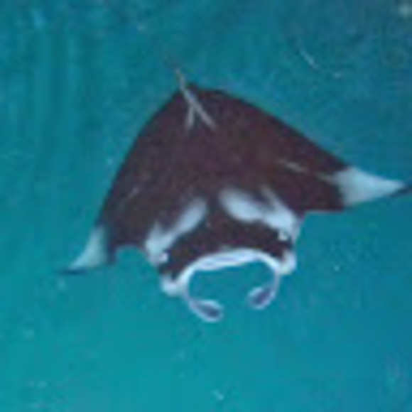 mantaray23